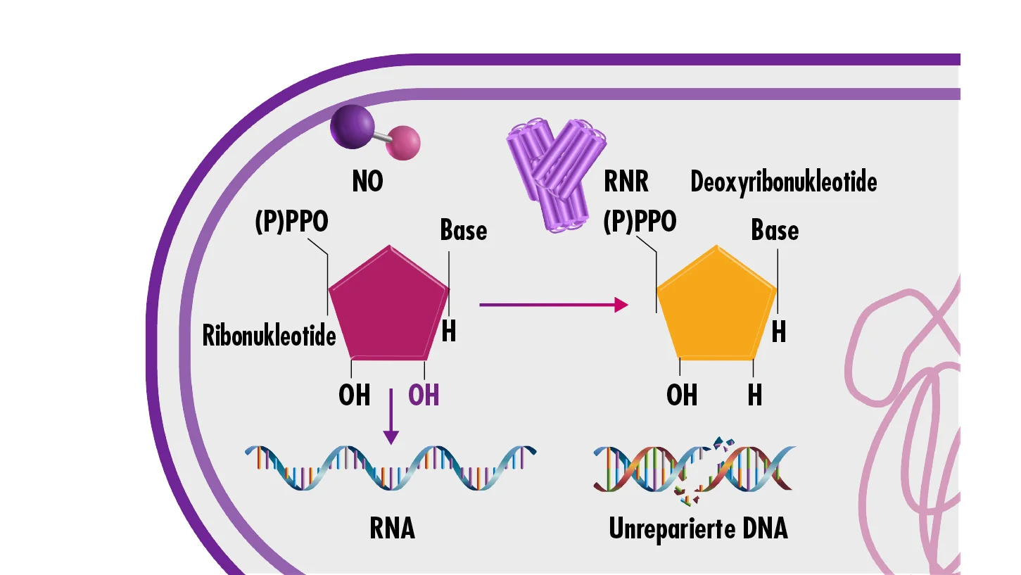 Grafik veranschaulicht, wie NO die DNA-Replikation hemmt